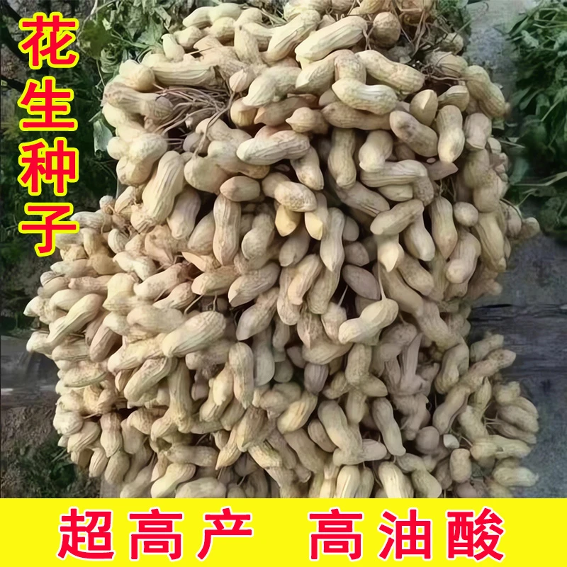 【超高产花生种】花生原种带壳花生种子耐旱抗病大田种植春夏播大果