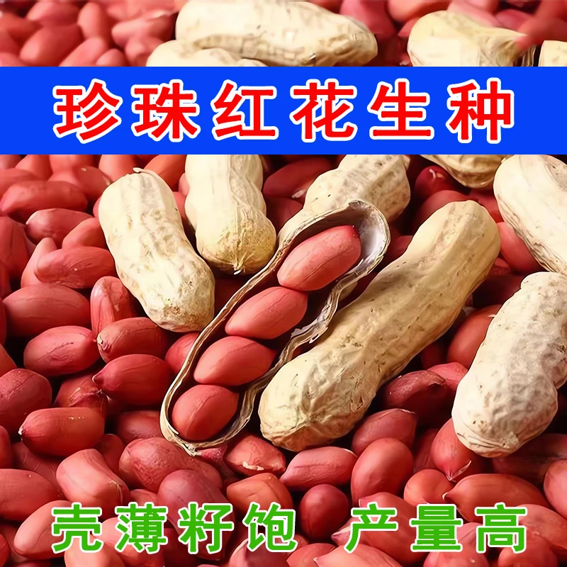 高产珍珠红花生种子带壳花生原种抗病耐旱红衣花生春播农家大田种