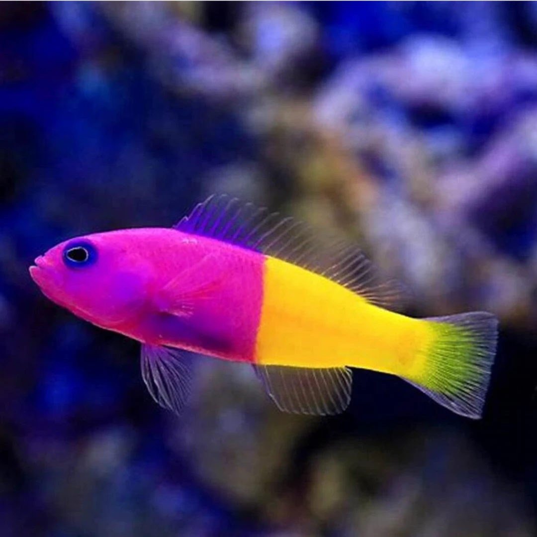 新手推荐简单好养小体型海水观赏鱼草莓鱼