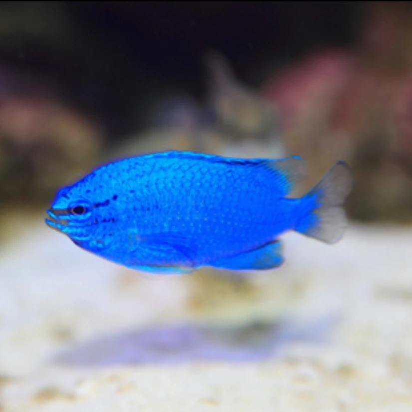 新手推荐小体型海水观赏鱼蓝魔鱼黄肚蓝魔鱼黄尾蓝魔鱼