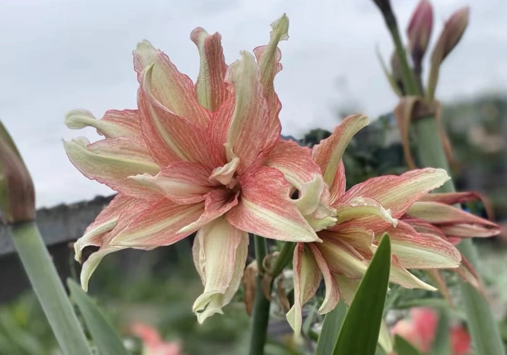 朱顶红黄金姑娘2一3厘米左右小苗包对版