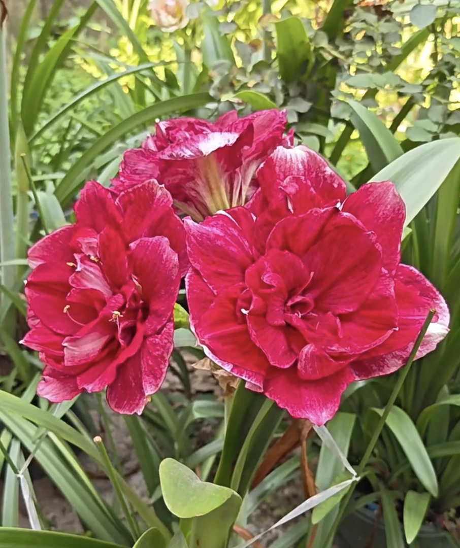 澳朱汤姆朱顶红6厘米（黄叶蔫叶正常情况，不包养护，不接受慎拍