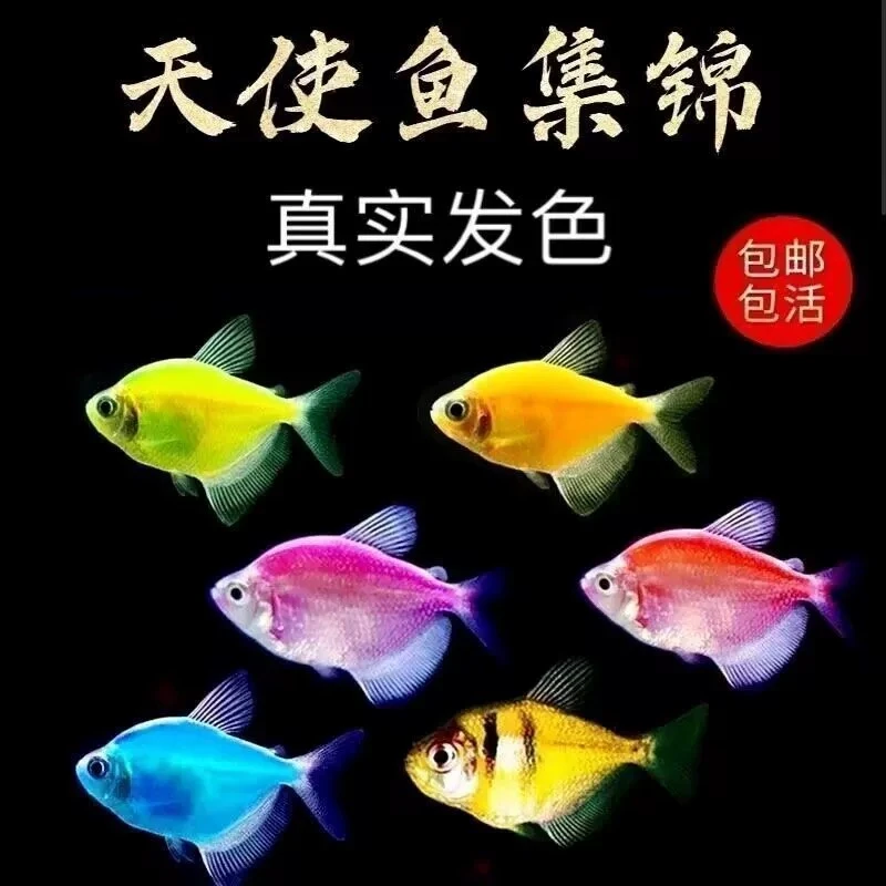 【彩衣天使+老虎天使】七彩鱼观赏鱼小鱼活鱼淡水热带鱼好养耐活