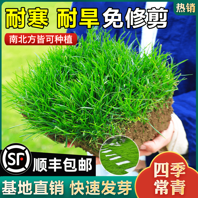 草坪草籽四季常青免修剪地毯草种子庭院绿化护坡狗牙根黑麦草皮子