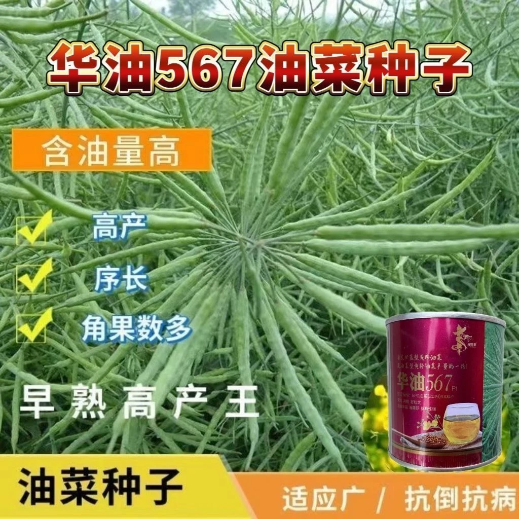 华油567花黄籽油菜抗病抗倒高油率油菜籽出油高产油菜种子