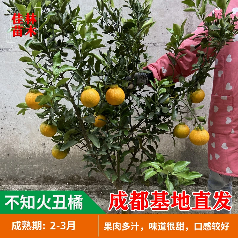丑柑树苗不知火树苗丑八怪嫁接果树苗热销水果盆栽丑柑苗柑桔苗