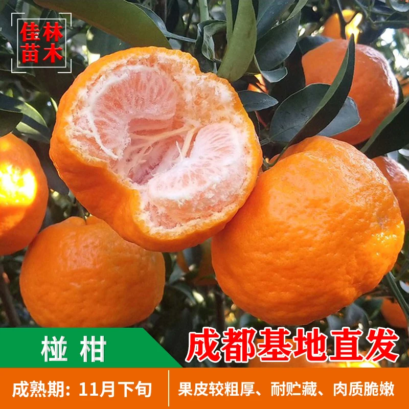 椪柑苗碰柑苗嫁接柑橘树苗早椪晚椪芦柑果树树苗芦柑苗云南白桔苗