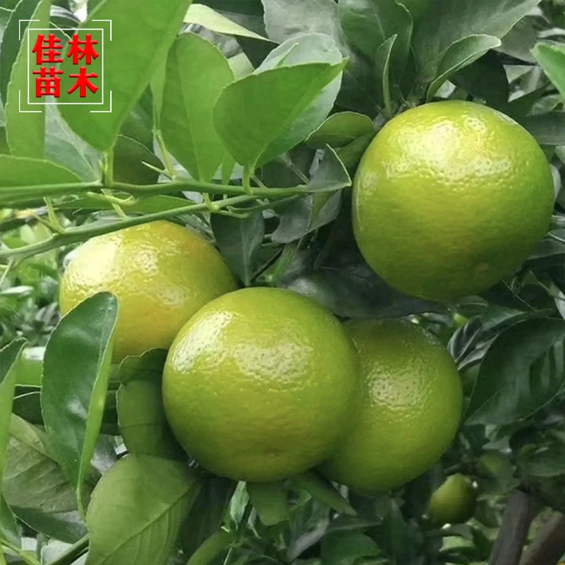 皇帝柑树苗贡树苗四川晚熟优质柑橘嫁接苗果树苗