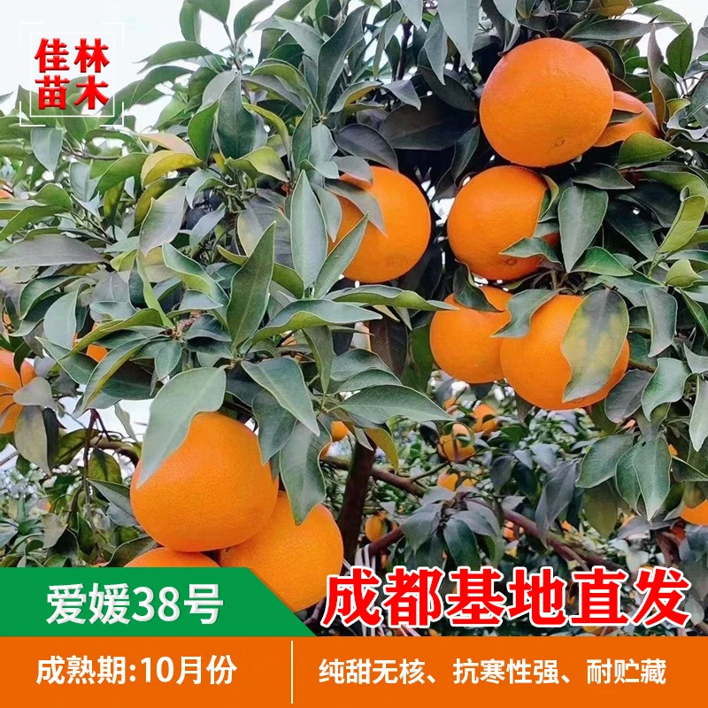 爱媛38号嫁接苗香橙嫁接高产早熟新品种高糖花园植物庭院种植