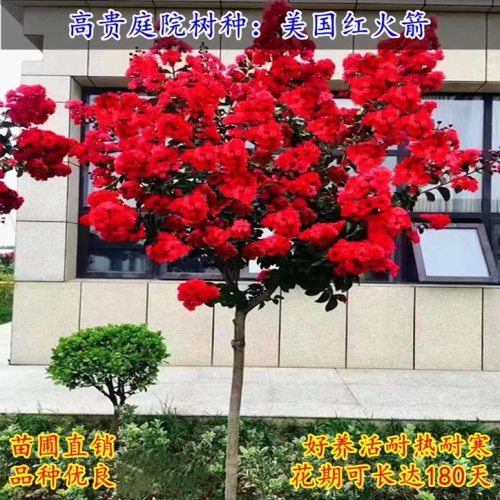 美国红火箭紫薇常年开花 花量大 庭院别墅景观风景树苗