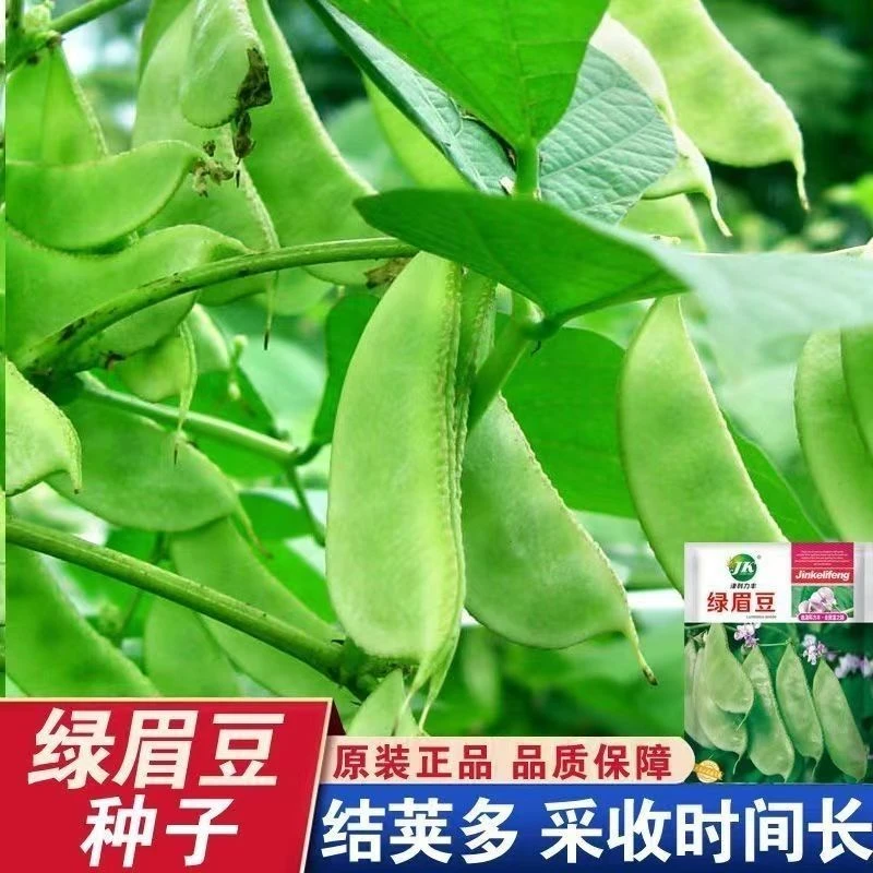 宽扁青眉豆衶蔬菜种子爬藤植物豆角大肉绿眉豆猪耳朵绿扁豆蔬菜