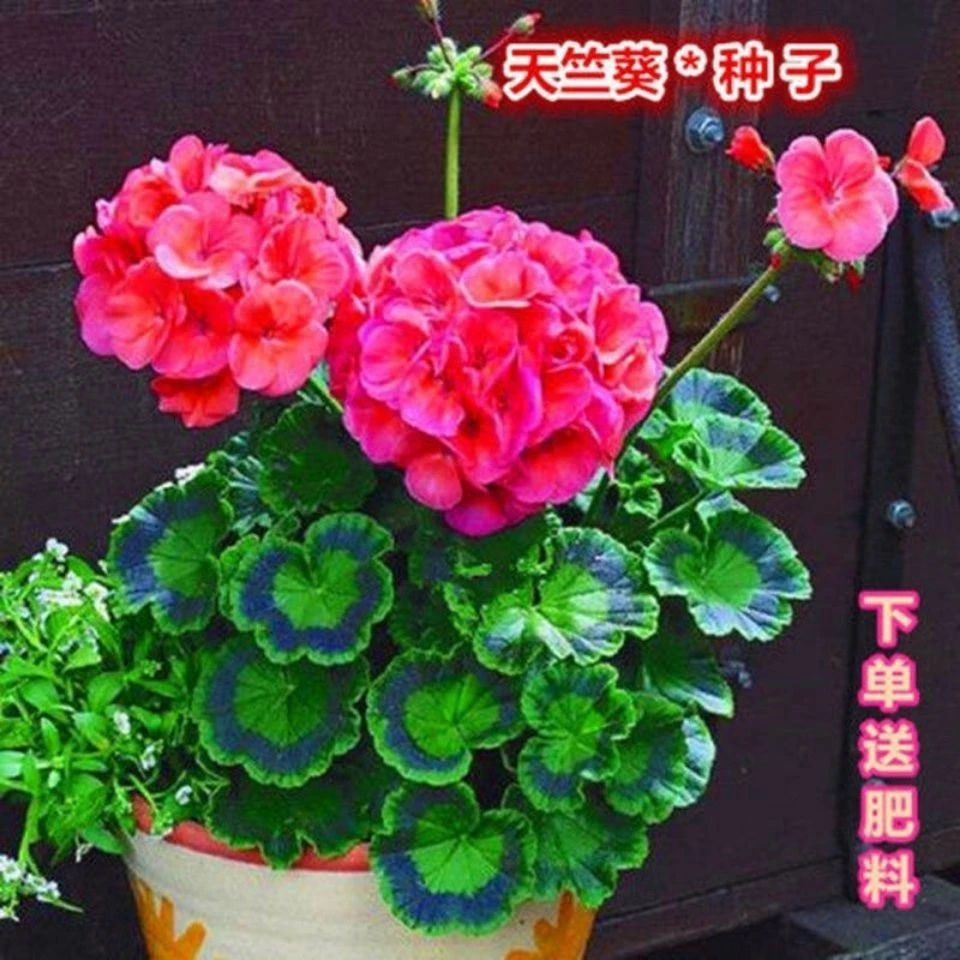 天竺葵种子洋绣球重瓣混色花卉种子多年生草本耐热旱植物阳台庭院