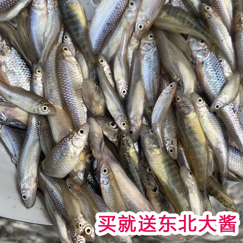 东北野生小杂鱼【鲜冻发货】2斤