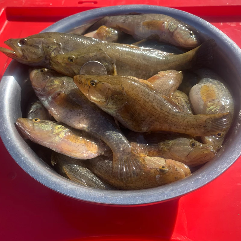 特大老头鱼（每斤4到5条-3斤1份）