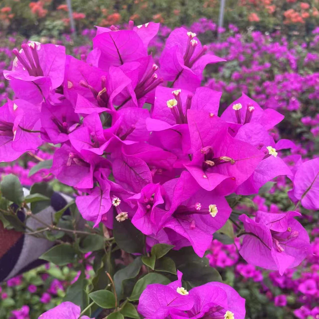 【云南紫】三角梅盆栽大苗带花苞老桩爬藤四季开花阳台庭院好养花卉