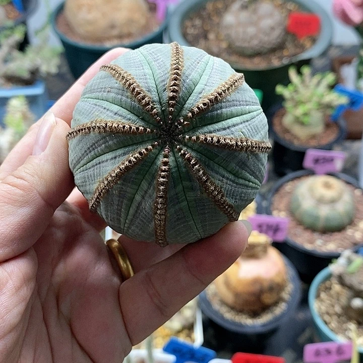 产地实生欧系布纹球多肉植物