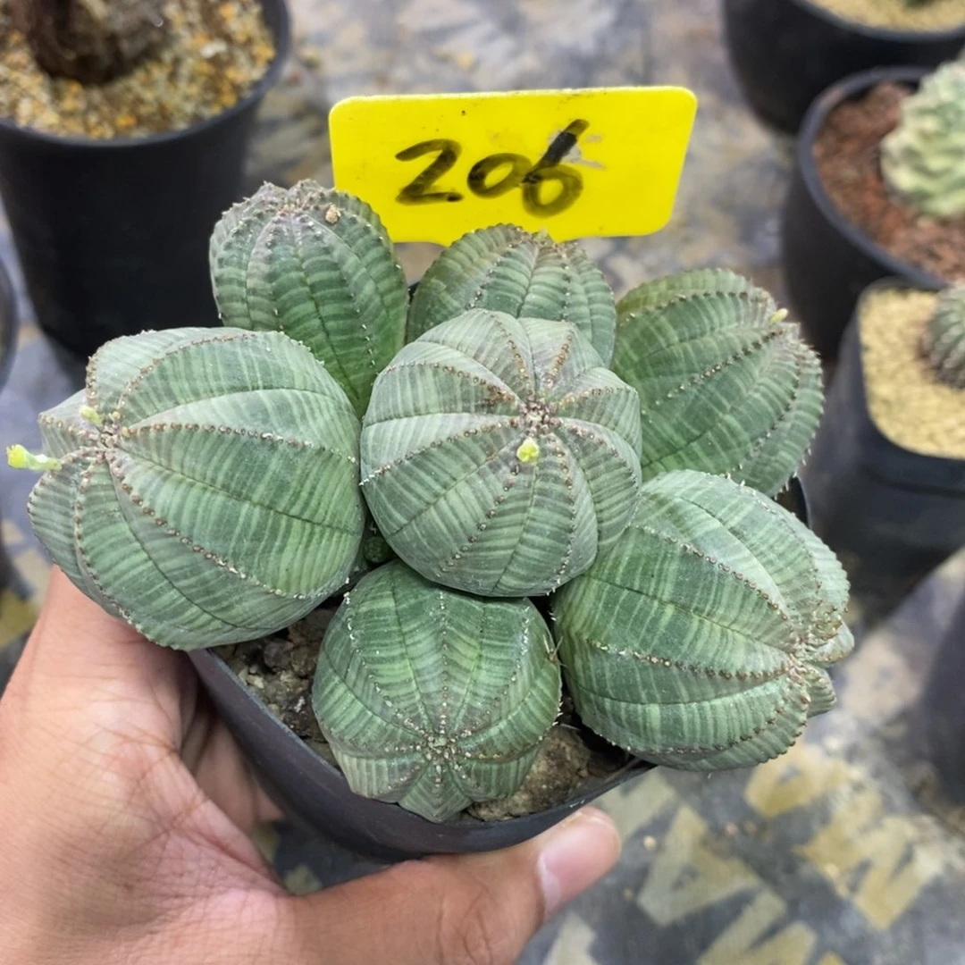 布纹球多肉植物一个