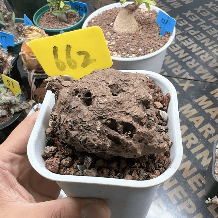 一叶龟多肉植物一个