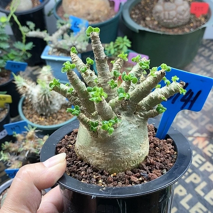 卡汗羊角沙漠玫瑰多肉植物