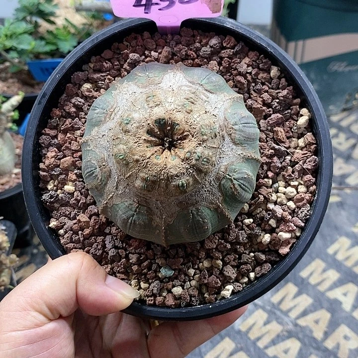 产地实生欧系布纹球多肉植物