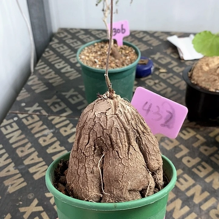 象足龟甲龙多肉植物