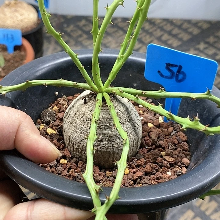 蓬莱岛大戟多肉植物