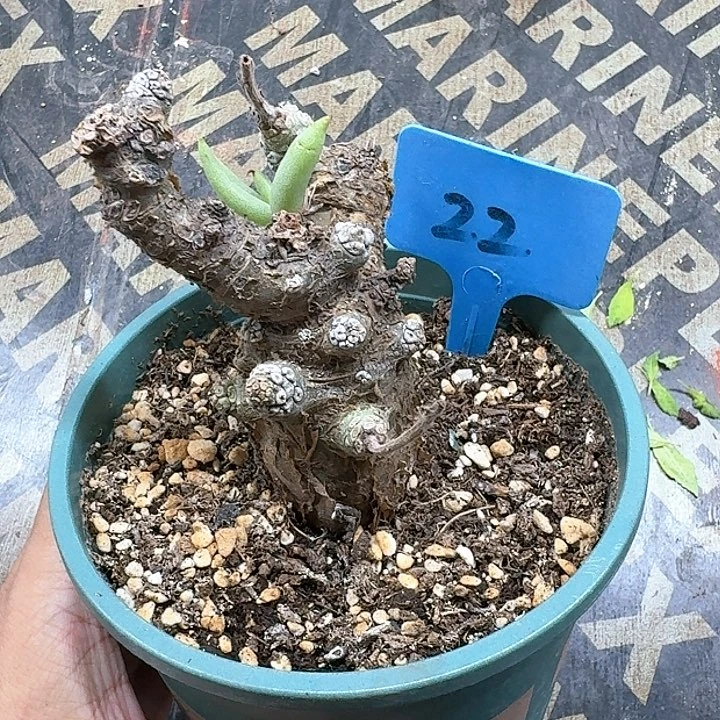 白象多肉植物一个