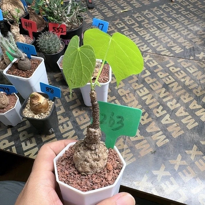 龟甲火桐多肉植物
