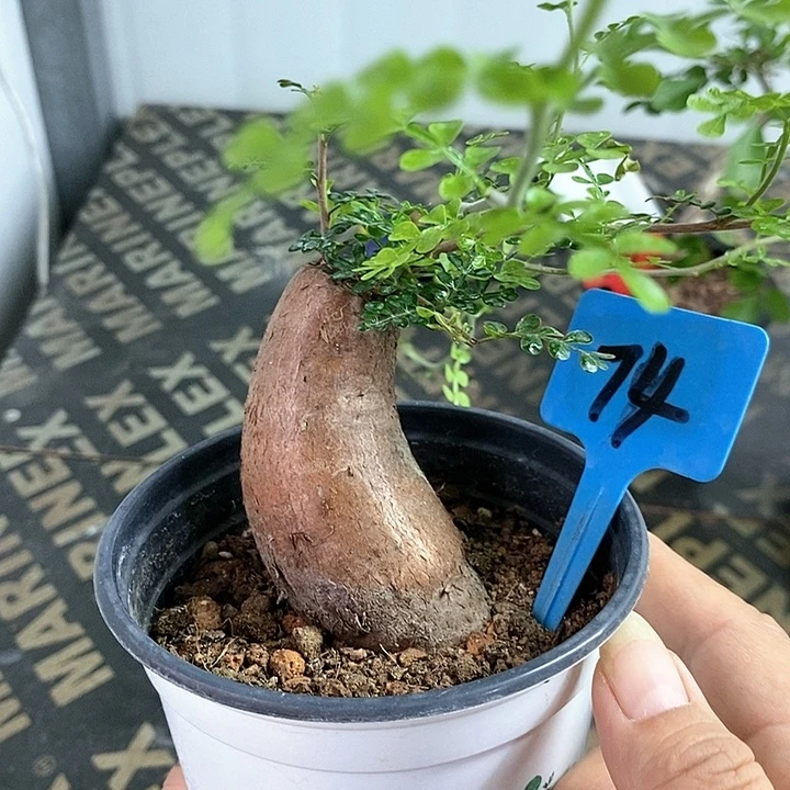 列加漆树多肉植物