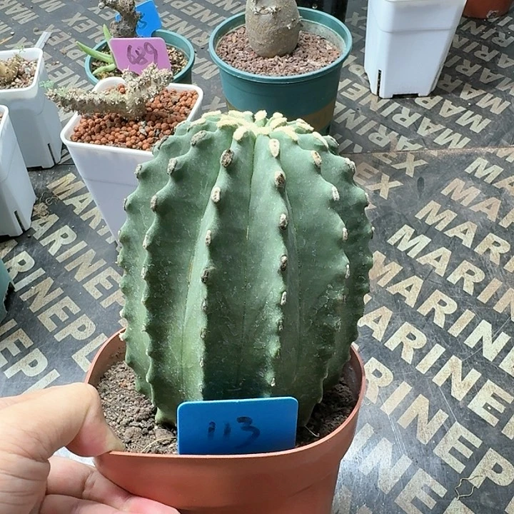 无刺王冠龙多肉植物