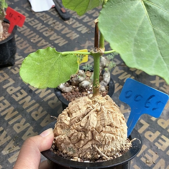 龟甲萝藦多肉植物