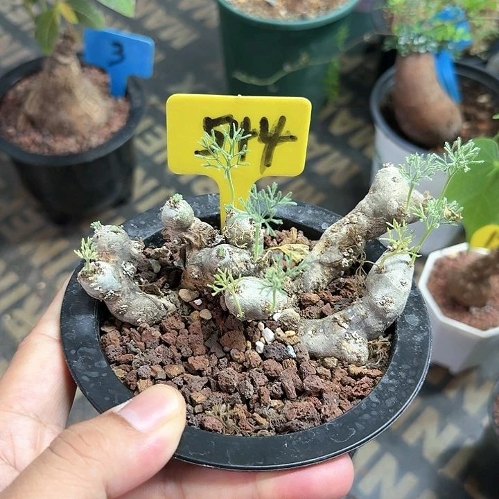 黑皮月界多肉植物