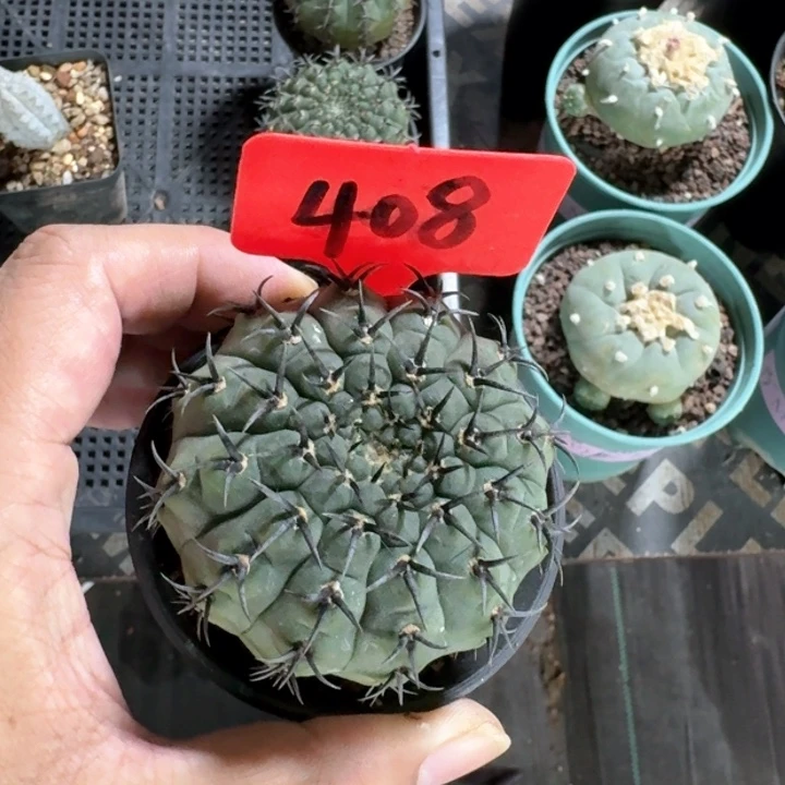 黑刺凤头多肉植物