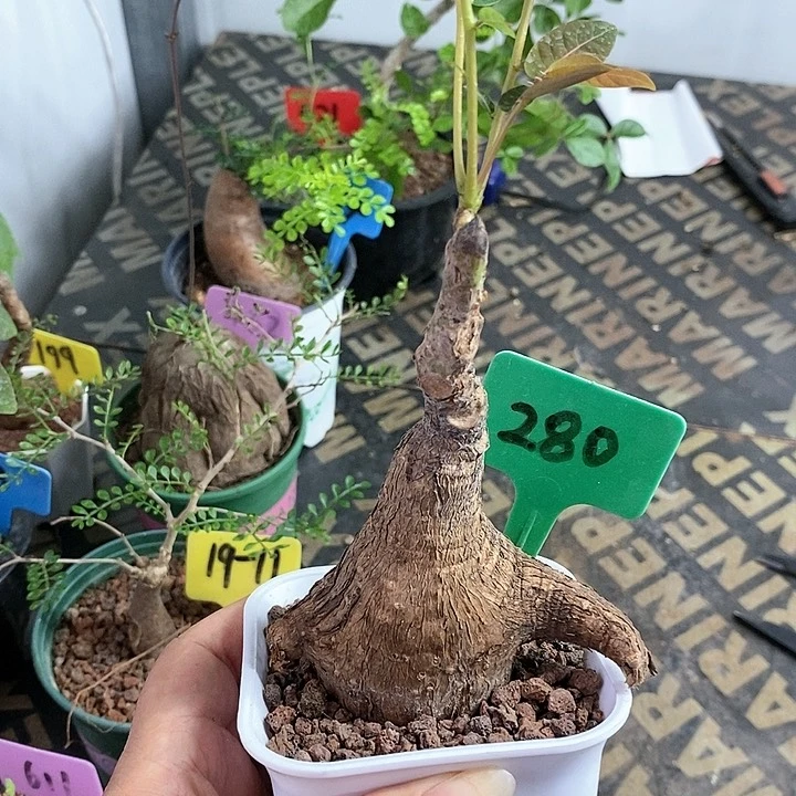 奇异油柑多肉植物