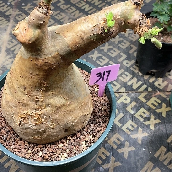 安哥拉葡萄翁多肉植物