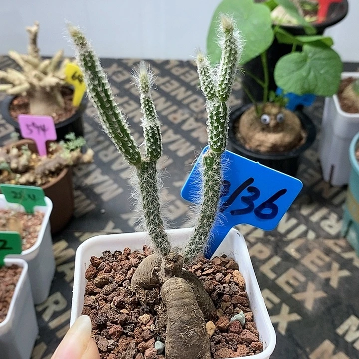 猪毛柱多肉植物！