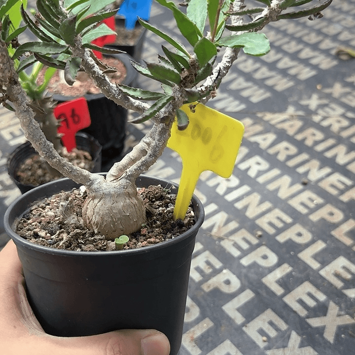 皱叶麒麟多肉植物