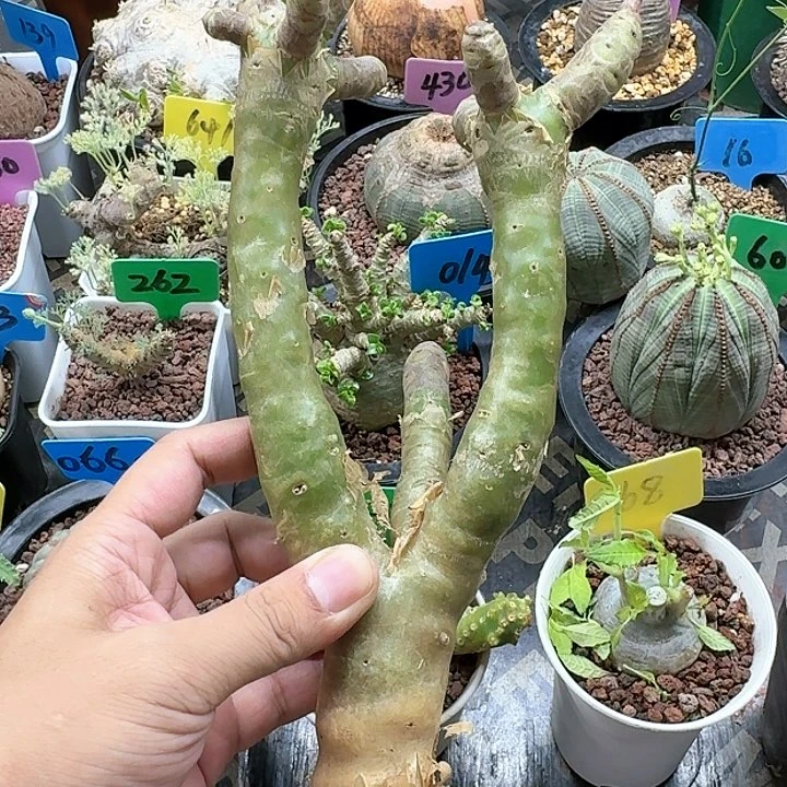 阿房宫多肉植物一个