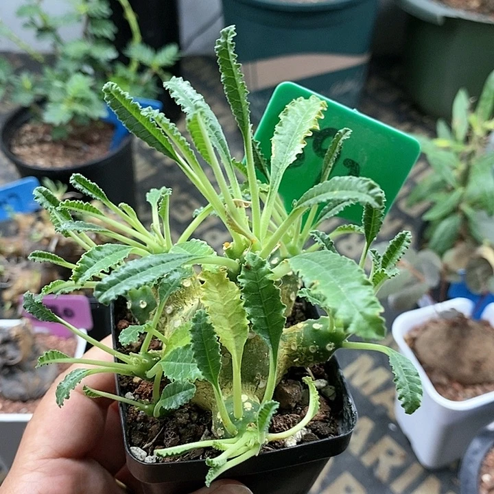 椰子流桑多肉植物