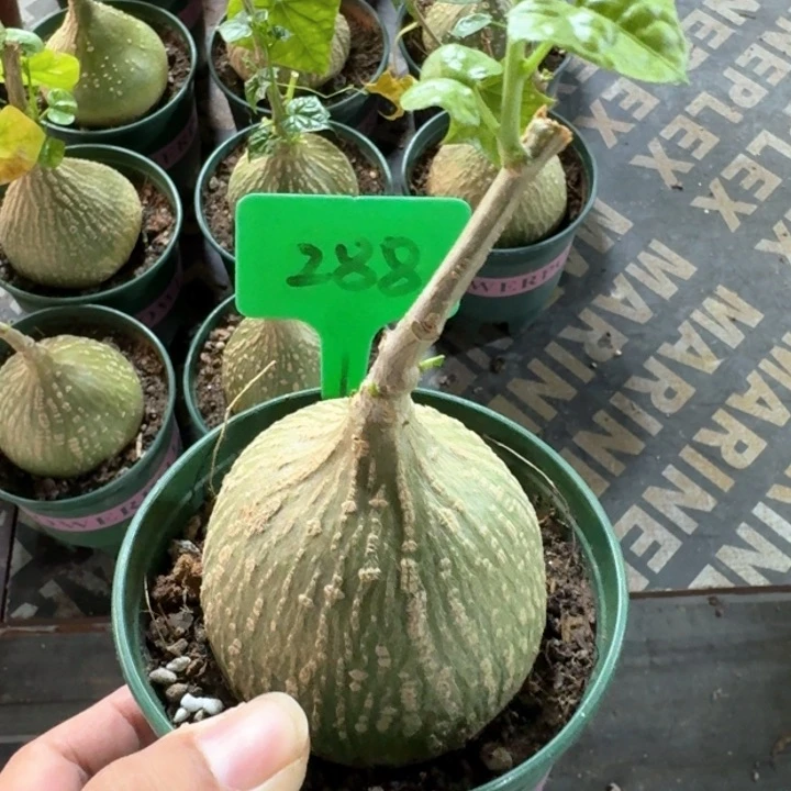 银叶睡布袋多肉植物