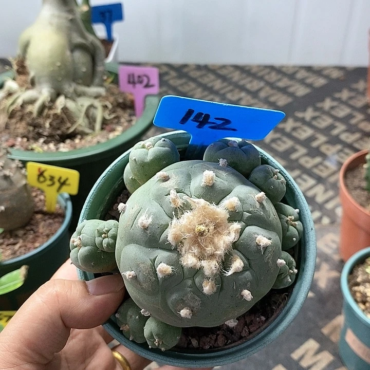 实生海鲜多肉植物