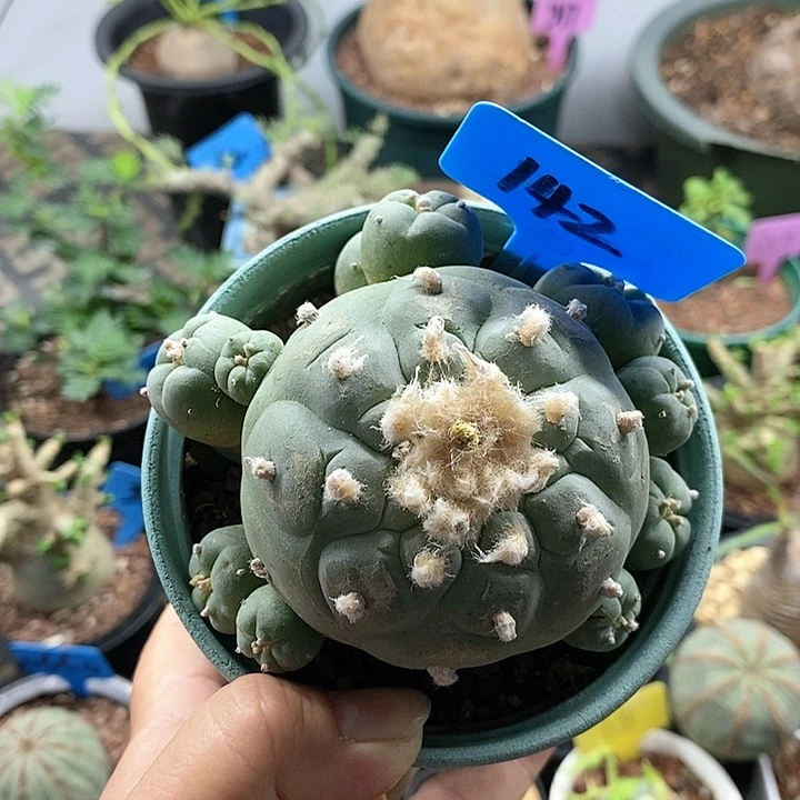 实生海鲜多肉植物