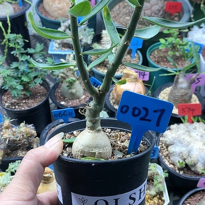 天马空多肉植物！