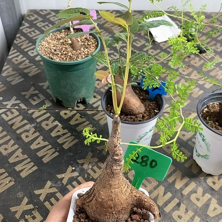 奇异油柑多肉植物