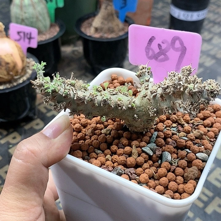 白皮月界多肉植物