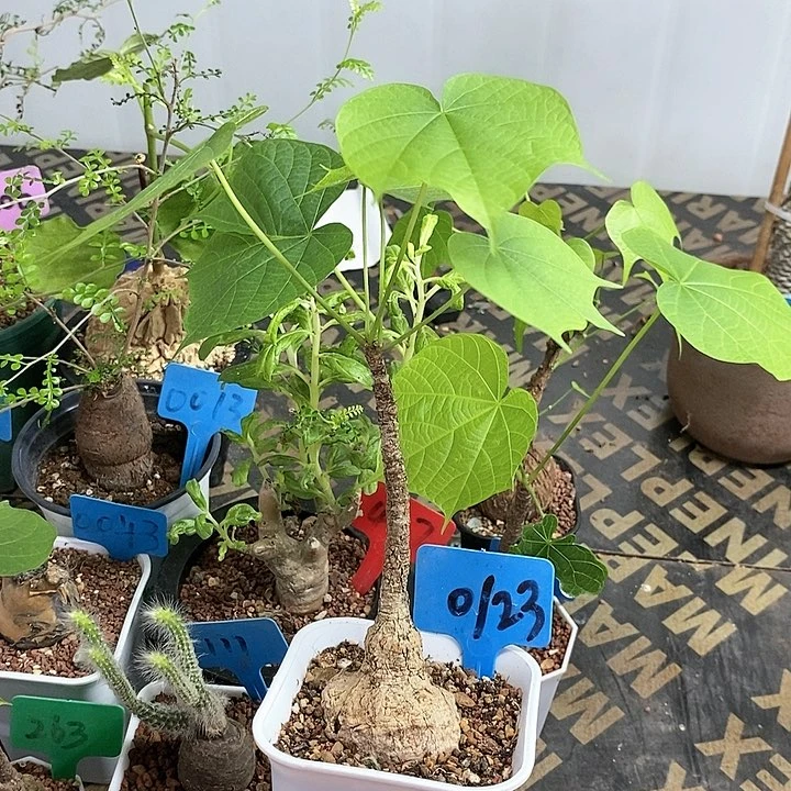 龟甲火桐多肉植物