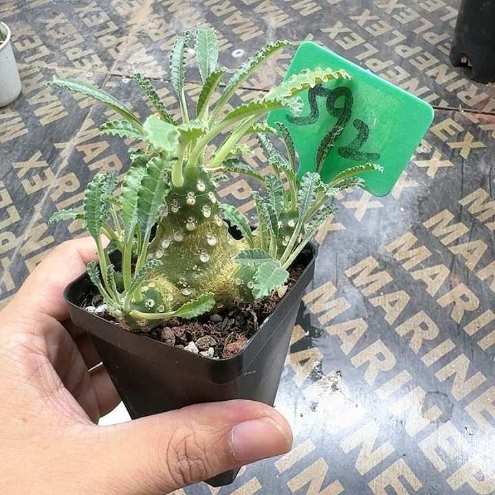 椰子流桑多肉植物