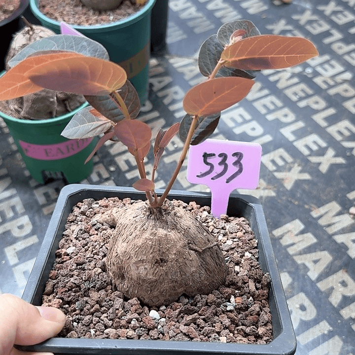 奇异油柑多肉植物一个