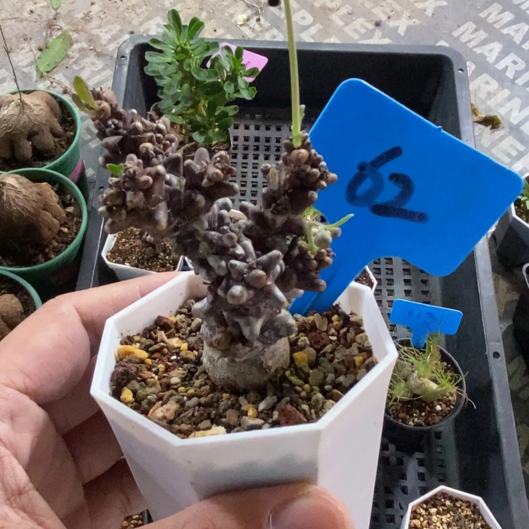 蛮鬼塔后墩菊多肉植物