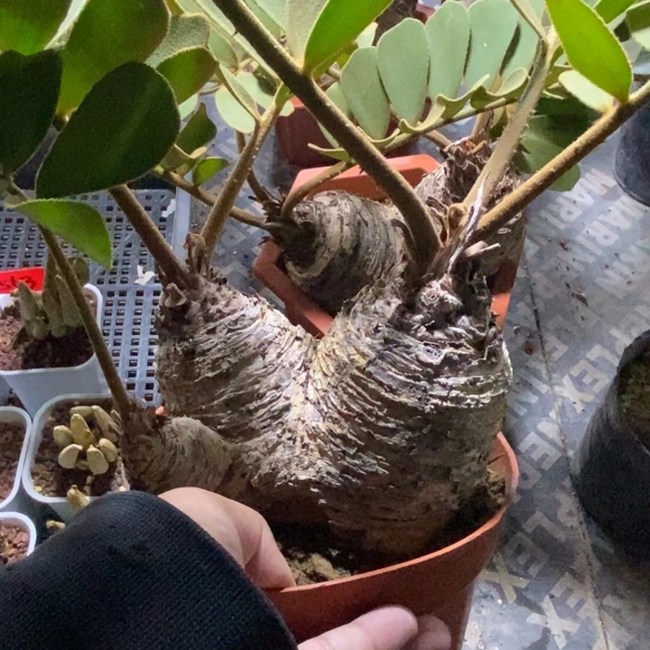墨西哥铁树多肉植物